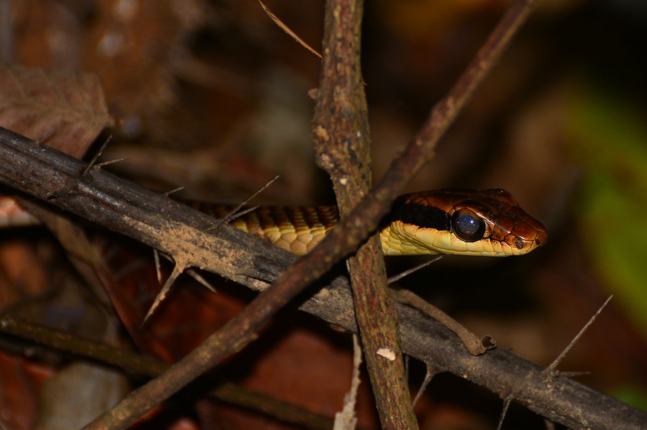 Dendrelaphis ngansonensis